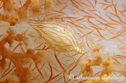 A tiny cowry on a softcoral by Barbara Schilling 